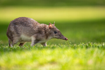 Bandicoot on the lawn