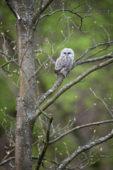 Young Tawny owl Perched on a Tree Branch in Springtime Forest