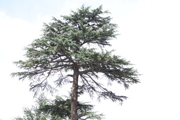 The upper part of a tall tree reaches towards the sky, its leaves and branches silhouetted against a bright blue background.