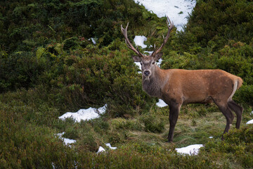 red stag, cervus elaphus, in the rutting season on the mountains at a autumn evening