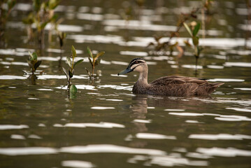 Duck on the lake in the evning