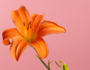 Obraz premium Orange Lily Flower Closeup Illustration