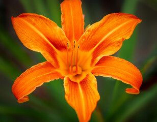 Orange Lily Flower Closeup Illustration