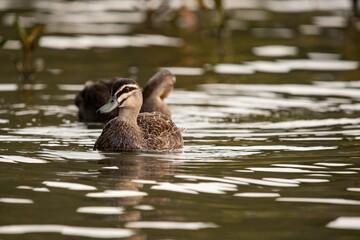 Duck on the lake in the evning