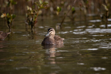 Duck on the lake in the evning