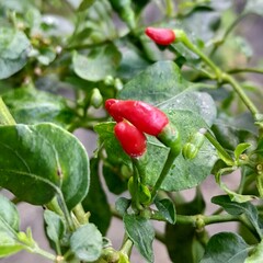 cayenne pepper tree in the yard 
