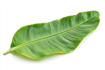 Fototapeta premium Single green banana leaf isolated on a white background.