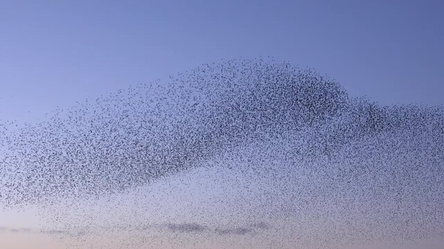 Large flock of birds flying in the evening light in starling murmuration England sunset UK 4K