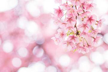 キラキラとした光の中で咲く河津桜