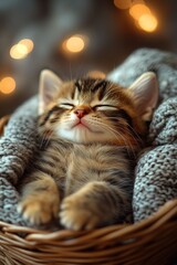 Adorable kitten sleeping peacefully in a wicker basket
