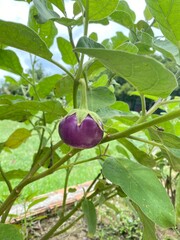 ripe plums on a tree