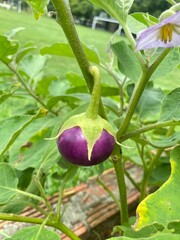 Eggplant in the garden 