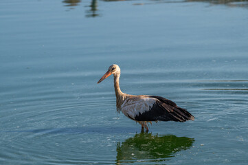 White Stork at Sewage pond - Sharm El-sheikh