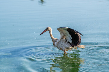 White Stork at Sewage pond - Sharm El-sheikh