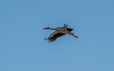 White Stork at Sewage pond - Sharm El-sheikh