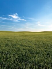 Fototapeta premium A field of grass with a blue sky in the background