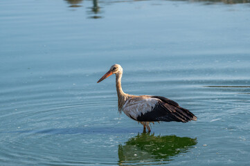 White Stork at Sewage pond - Sharm El-sheikh