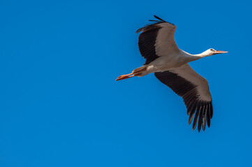 White Stork at Sewage pond - Sharm El-sheikh