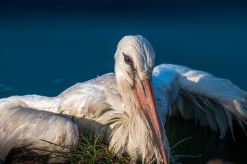 White Stork at Sewage pond - Sharm El-sheikh
