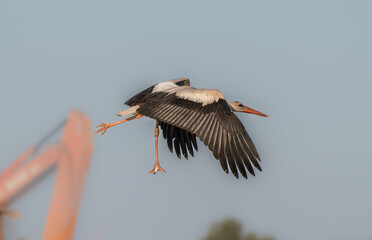 White Stork at Sewage pond - Sharm El-sheikh