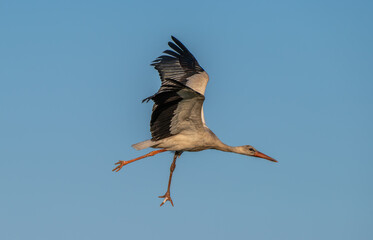 White Stork at Sewage pond - Sharm El-sheikh