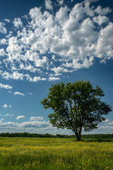Obraz premium Solitary Tree in a Field of Yellow Flowers Under a Blue Sky
