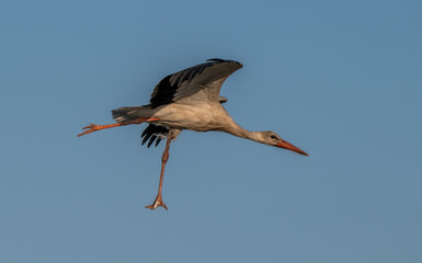 White Stork at Sewage pond - Sharm El-sheikh