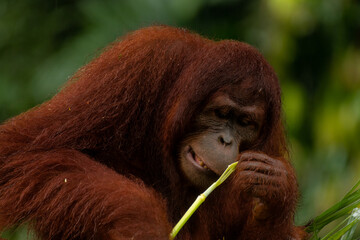 Adult orangutan busy with eating leaves on a rainy day, close up portrait © Tatiana Kashko