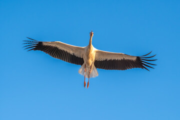 White Stork at Sewage pond - Sharm El-sheikh