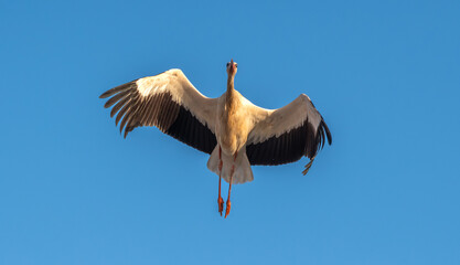 White Stork at Sewage bond - Sharm El-sheikh