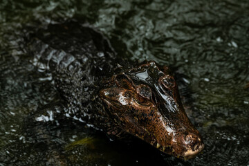 Naklejka premium Portrait of Caiman over dark background on a rainy day from Ecuador