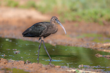 glossy ibis (Plegadis falcinellus)