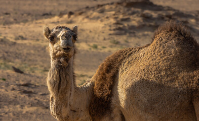 Arabian Camel