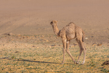 Arabian Camel