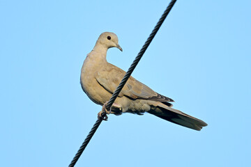 Türkentaube // Collared dove (Streptopelia decaocto)