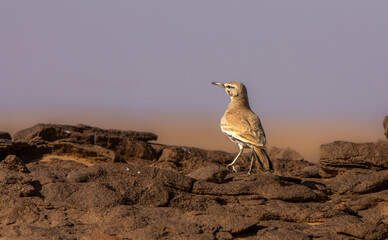 Greater hoopoe-lark in Saudi desert