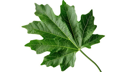 Isolated Papaya Leaf with Clipping Path on White Background