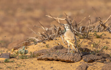 Greater hoopoe-lark in Saudi desert