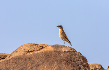 Isabelline Wheatear Oenanthe isabellina