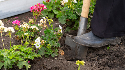 A person is digging in the dirt with a shovel. The dirt is brown and the flowers are pink