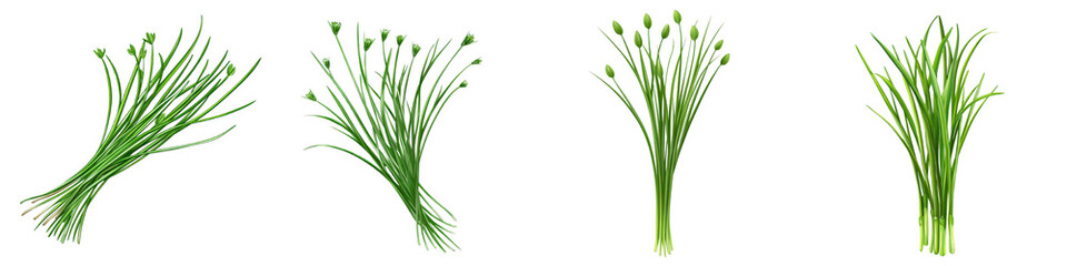 Close up of freshly harvested bunches of various aromatic green herbs and allium plants such as garlic and onion chives against a plain white background