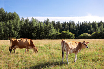 Brown cows graze on green meadow near forest on summer day, close-up