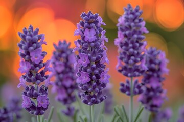 Lavender Blooms at Sunset - Perfect for Designs, Prints, Posters, and Nature-Themed Decor