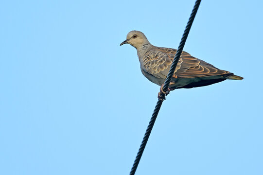 Turtle Dove // Turteltaube  (Streptopelia turtur)