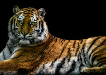 A close up of an Amur (Siberian) tiger
