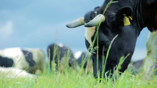 Cows eating grass on pasture