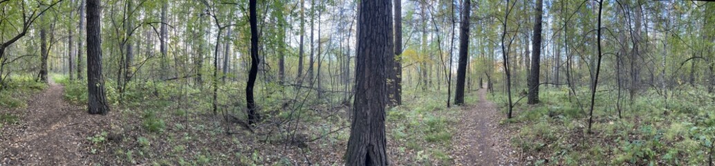 Autumn forest landscape cloudy day HDRI
