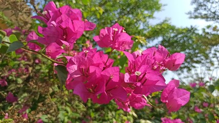 Fototapeta premium very beautiful bougainvillea flower