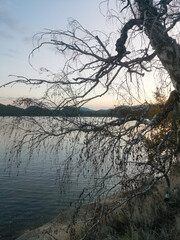 Fototapeta premium Tree with a branch hanging over a body of water