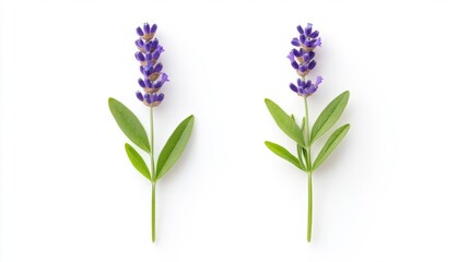 Fototapeta premium Lavender sprigs with leaves on white background Generative AI